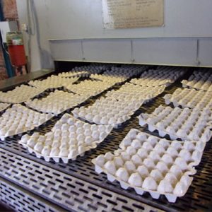 Egg Trays